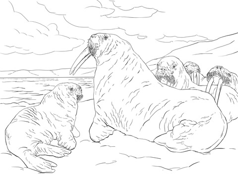 Walrus Family Coloring Page